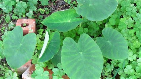 elephant ear soil